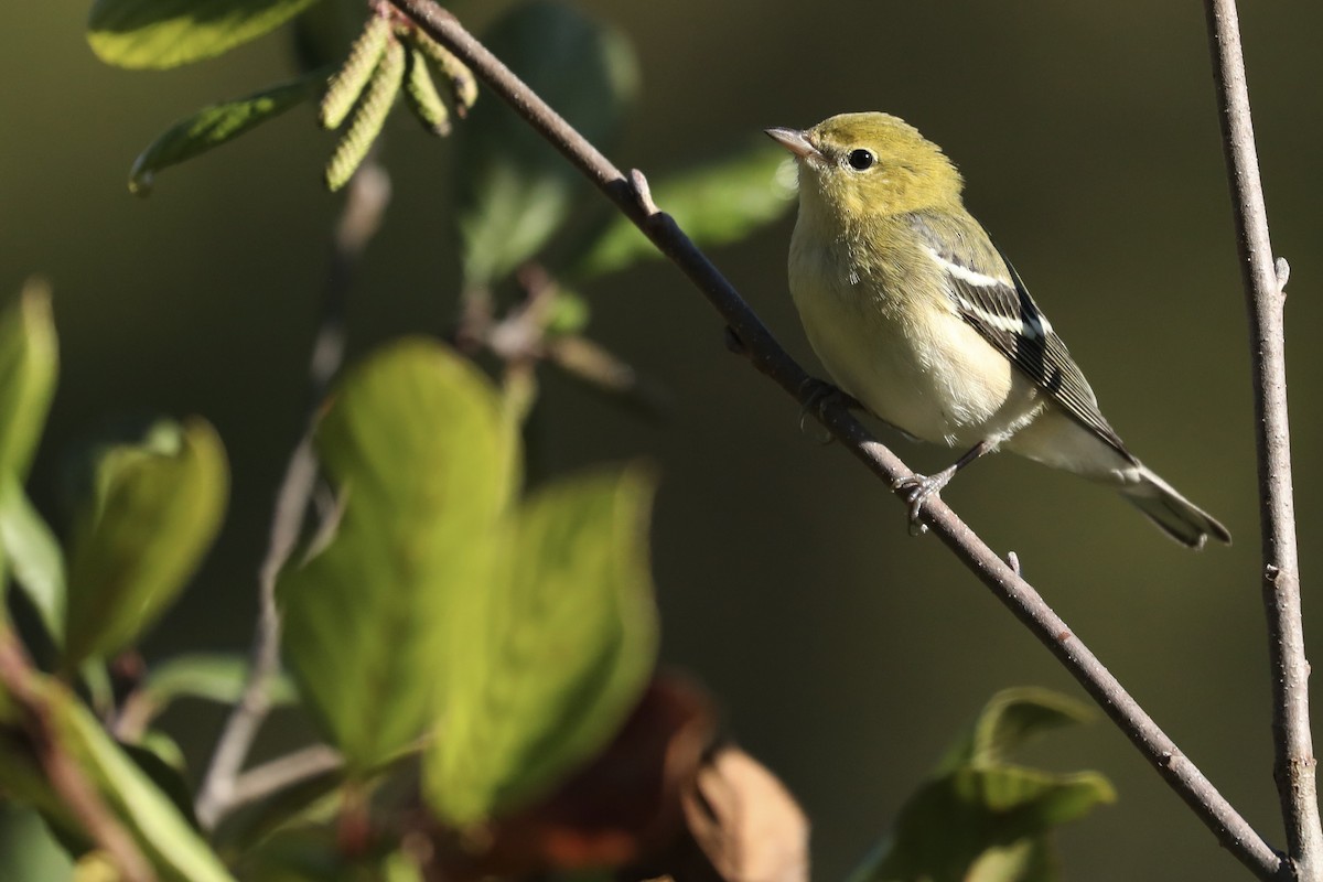 Bay-breasted Warbler - ML649563333