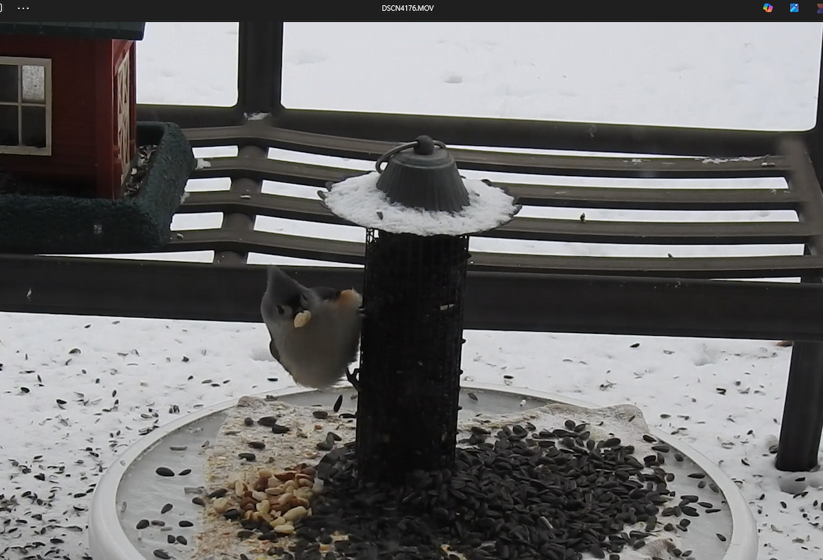 gråduskmeis - ML649563608