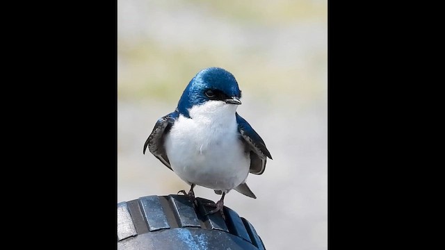 Tree Swallow - ML649563622