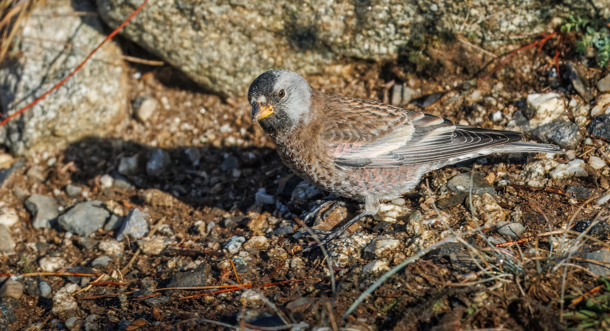 Gray-crowned Rosy-Finch - ML649563634