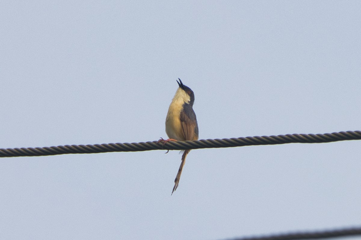 Ashy Prinia - ML649563650