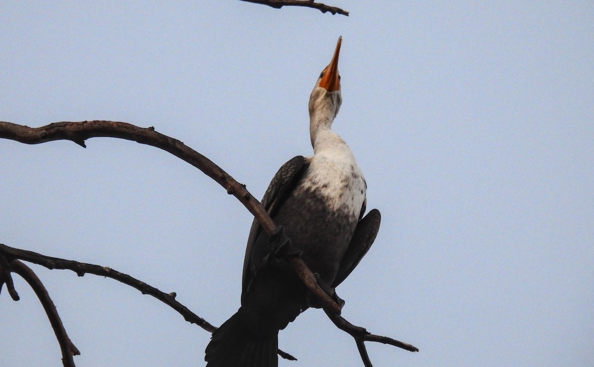 Ушастый баклан - ML649563698