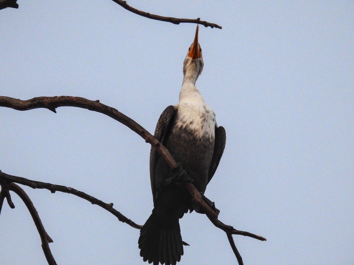 Ушастый баклан - ML649563699