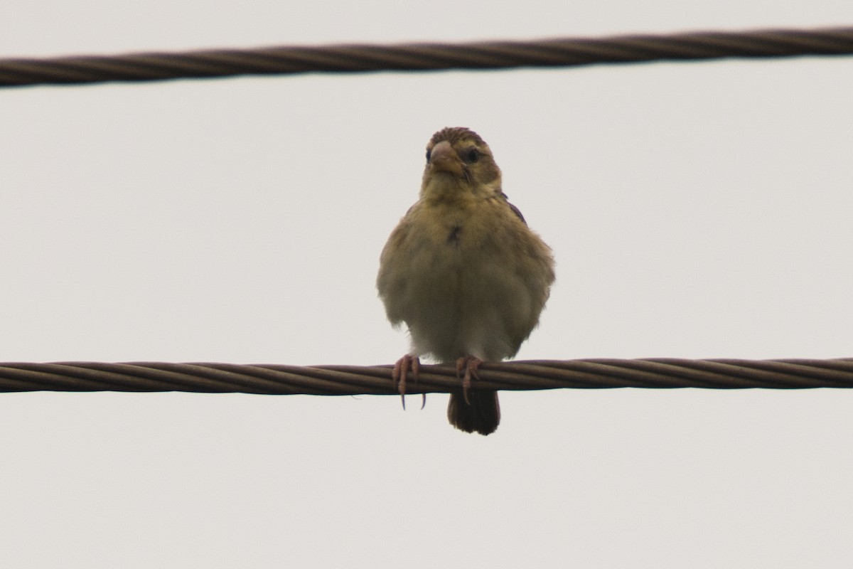 Baya Weaver - ML649563711