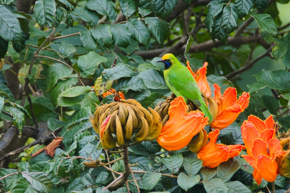 Golden-fronted Leafbird - ML649563747