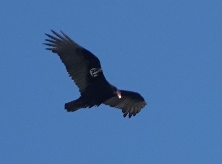 ヒメコンドル - ML649563789