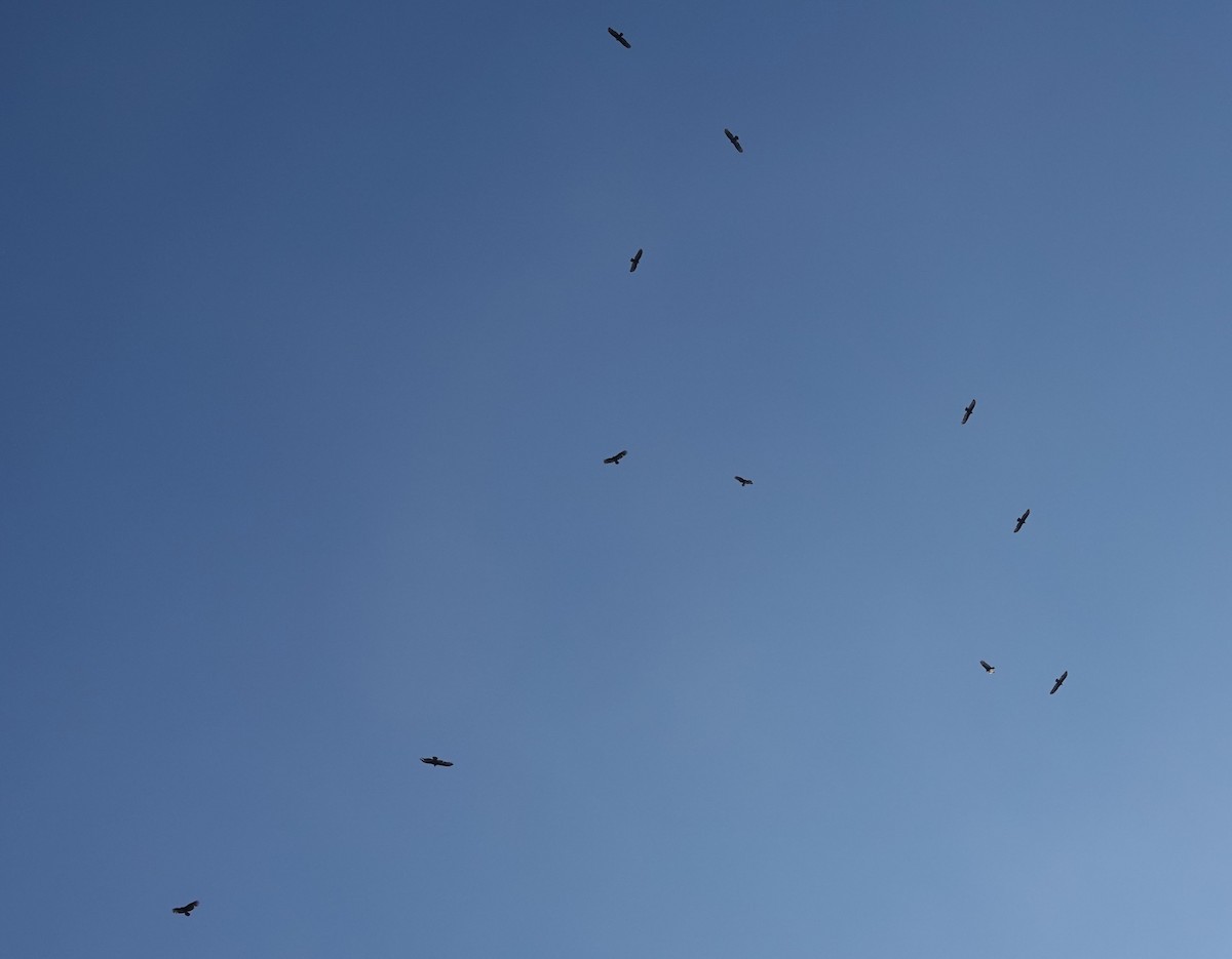 ヒメコンドル - ML649563802