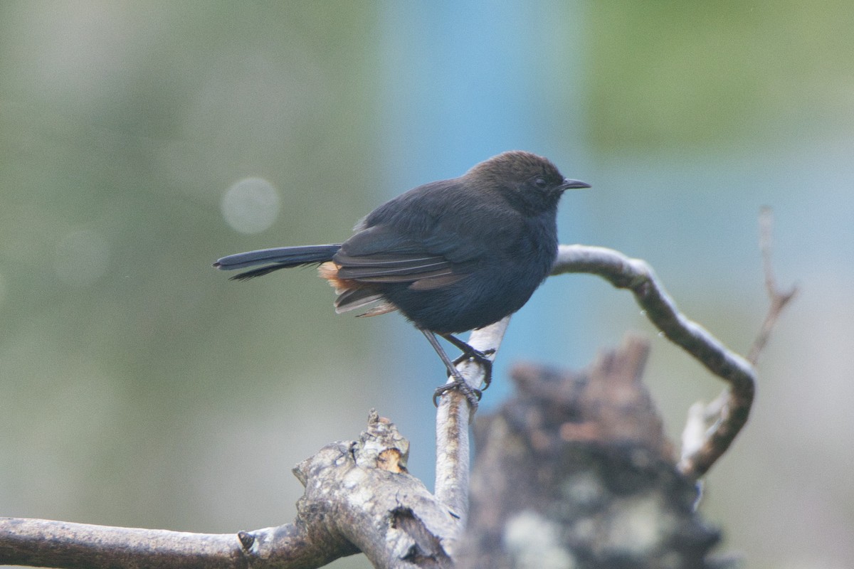 Indian Robin - ML649563825