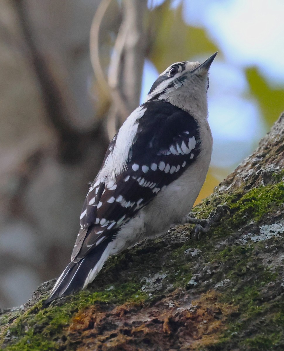 Pico Pubescente - ML649563833