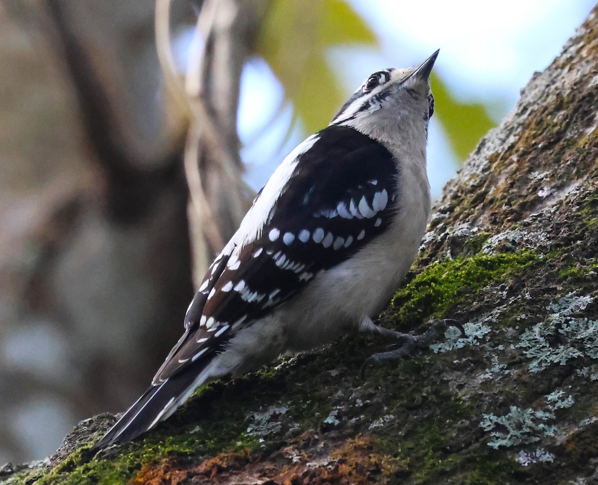 Pico Pubescente - ML649563834