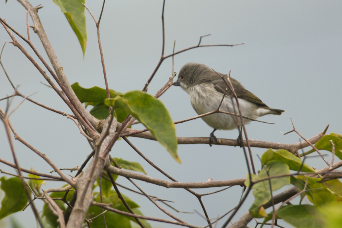 Thick-billed Flowerpecker - ML649563844