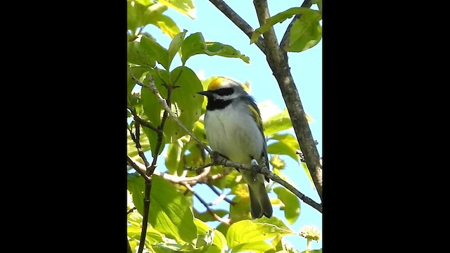 Reinita Alidorada - ML649563891