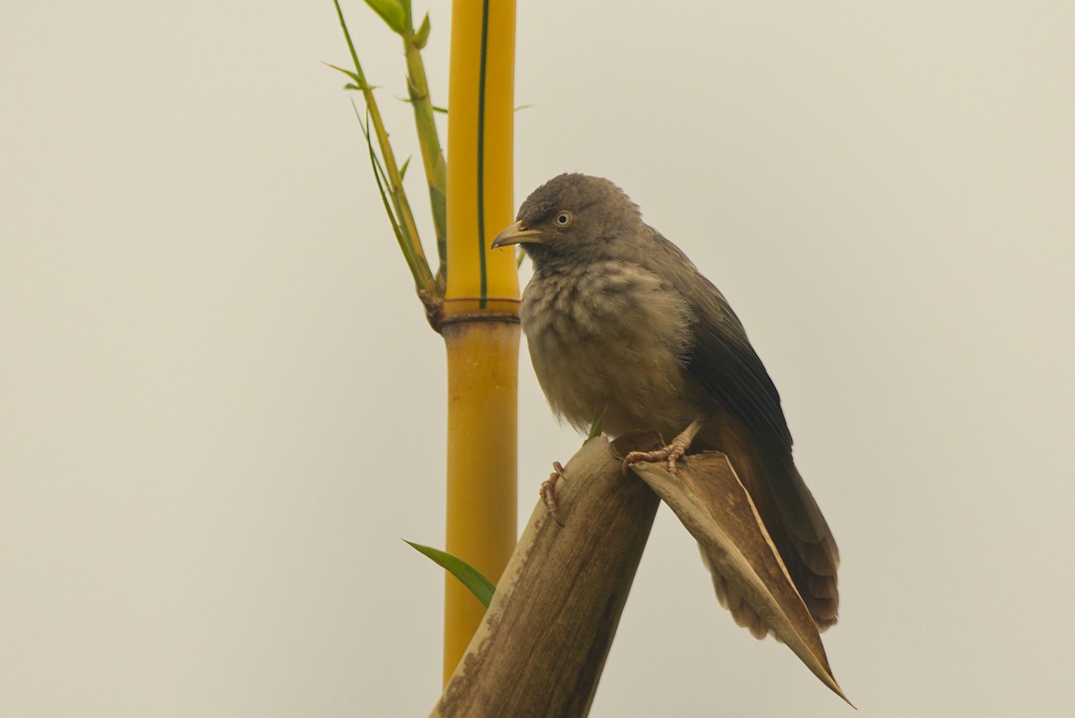 Jungle Babbler - ML649563893