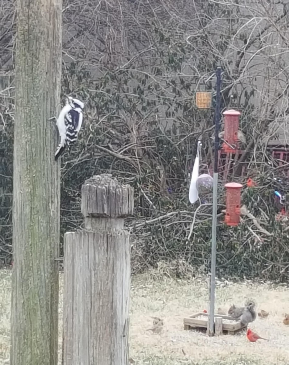 Pico Pubescente - ML649564124