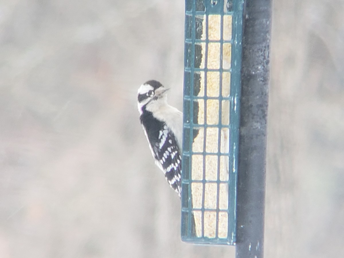 Pico Pubescente - ML649564469