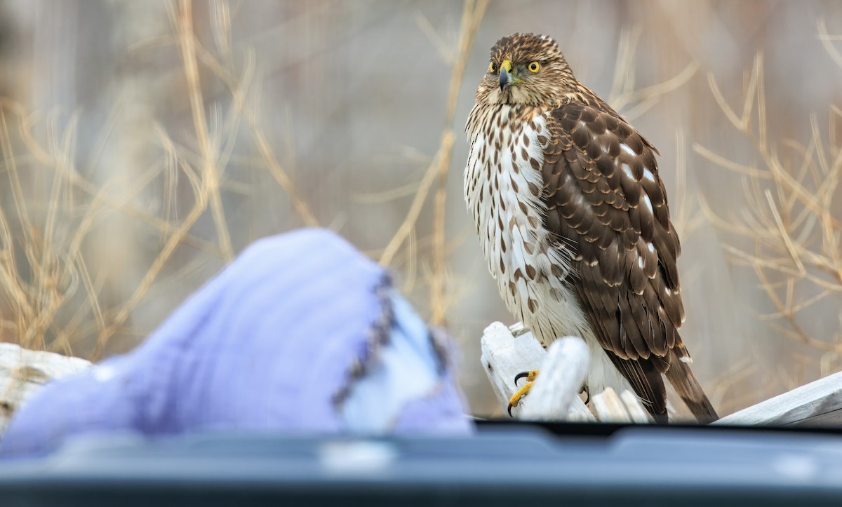 Cooper's Hawk - ML649564548