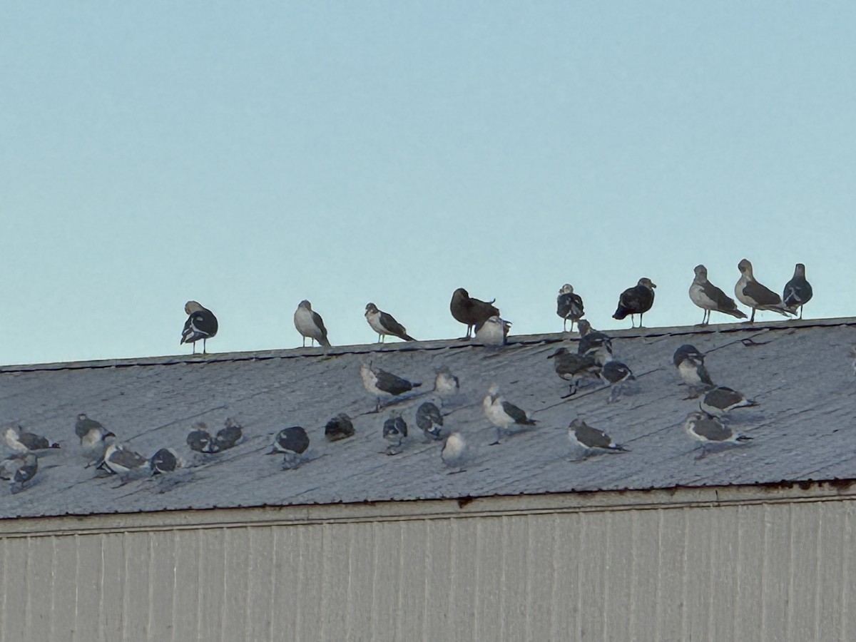 שחף בלתי-מזוהה - ML649564635