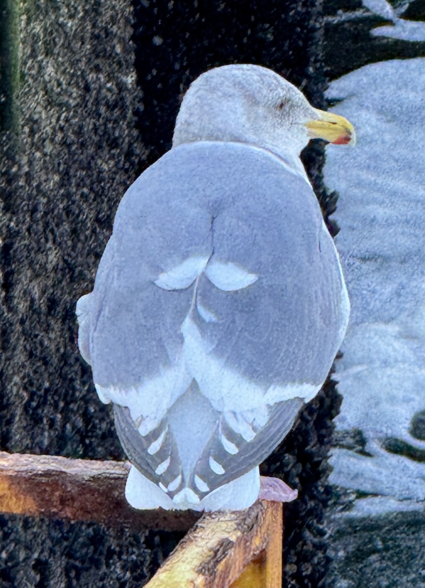 שחף בלתי-מזוהה - ML649564636