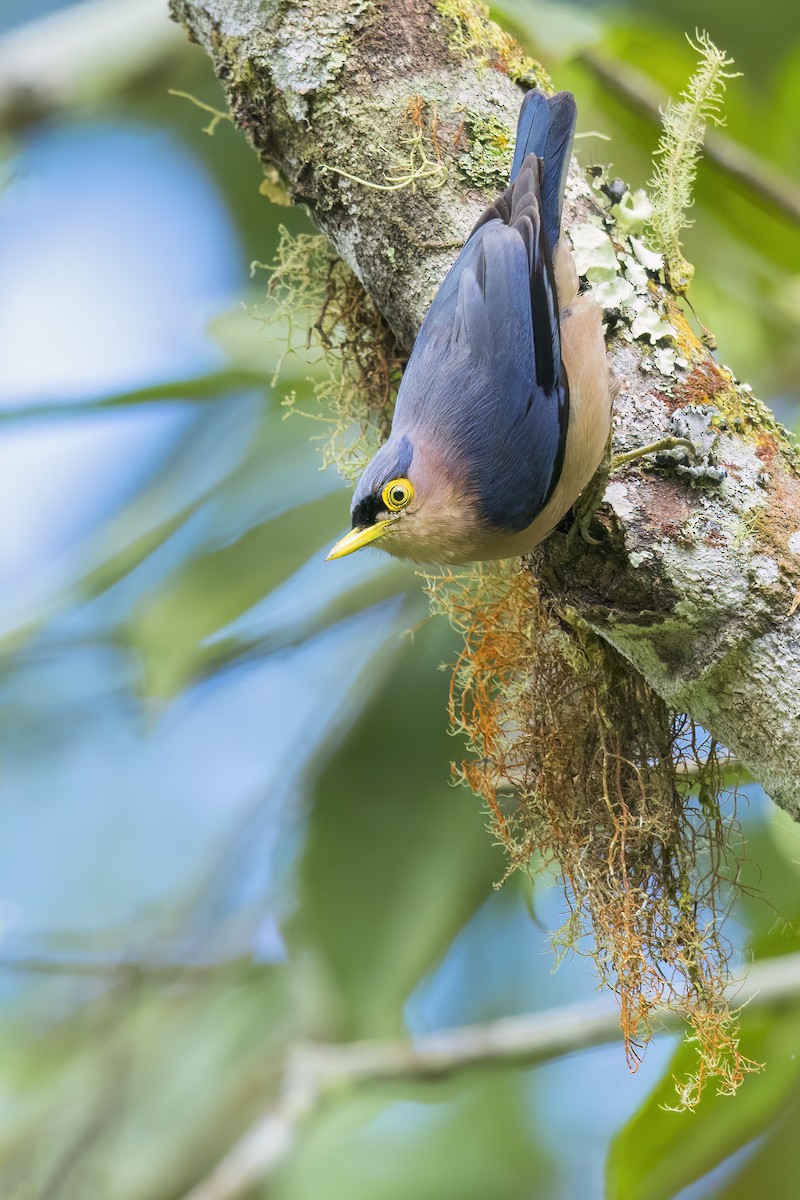 Sulphur-billed Nuthatch - ML649564754