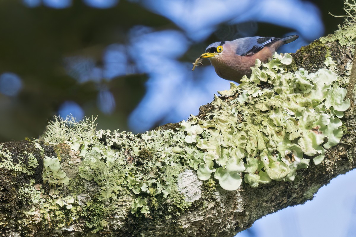 Sulphur-billed Nuthatch - ML649564819