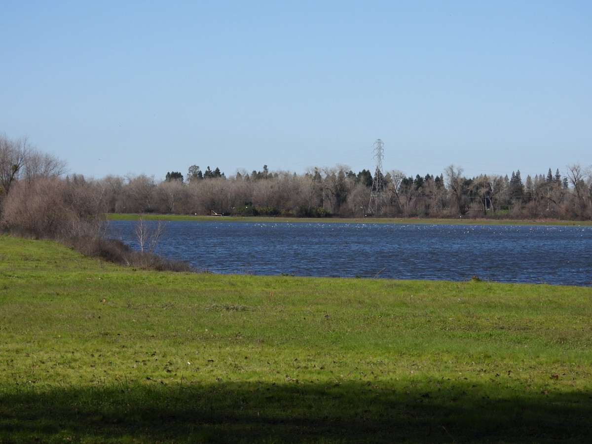 Ушастый баклан - ML649564929