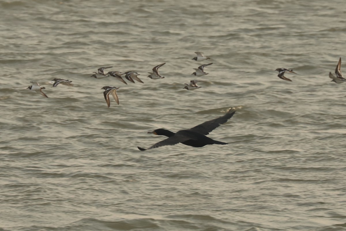 Ушастый баклан - ML649565070