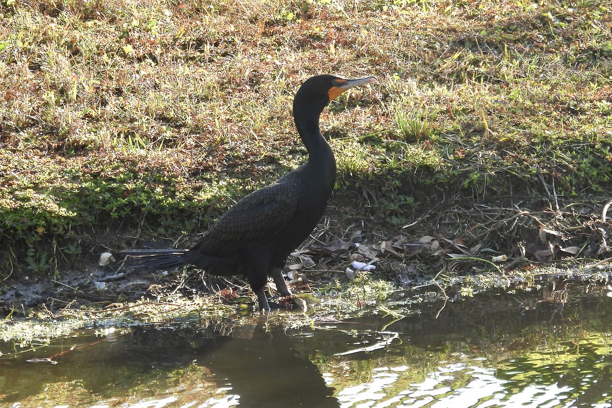 Ушастый баклан - ML649565090