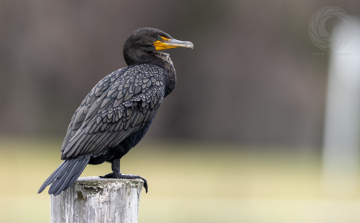 Ушастый баклан - ML649565140