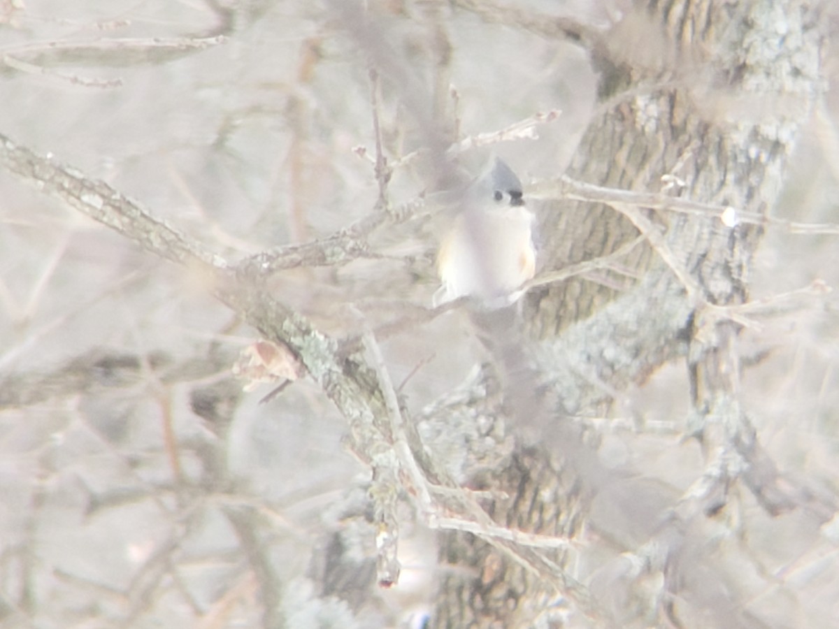 gråduskmeis - ML649565313