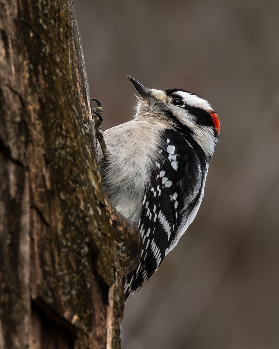 Pico Pubescente - ML649565320