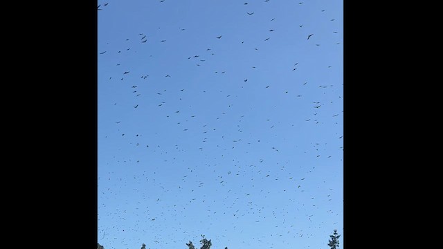 Tree Swallow - ML649565344