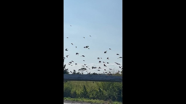 Tree Swallow - ML649565377