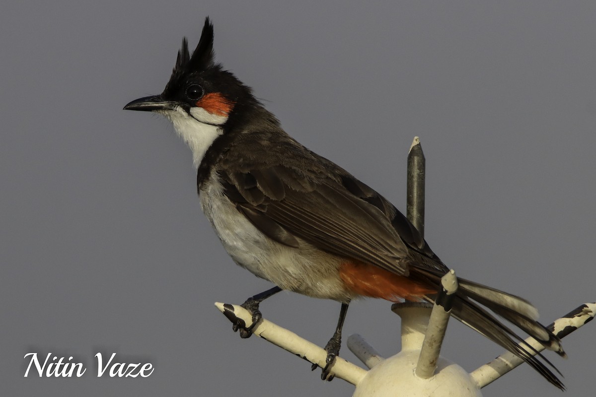 Red-whiskered Bulbul - ML649565415