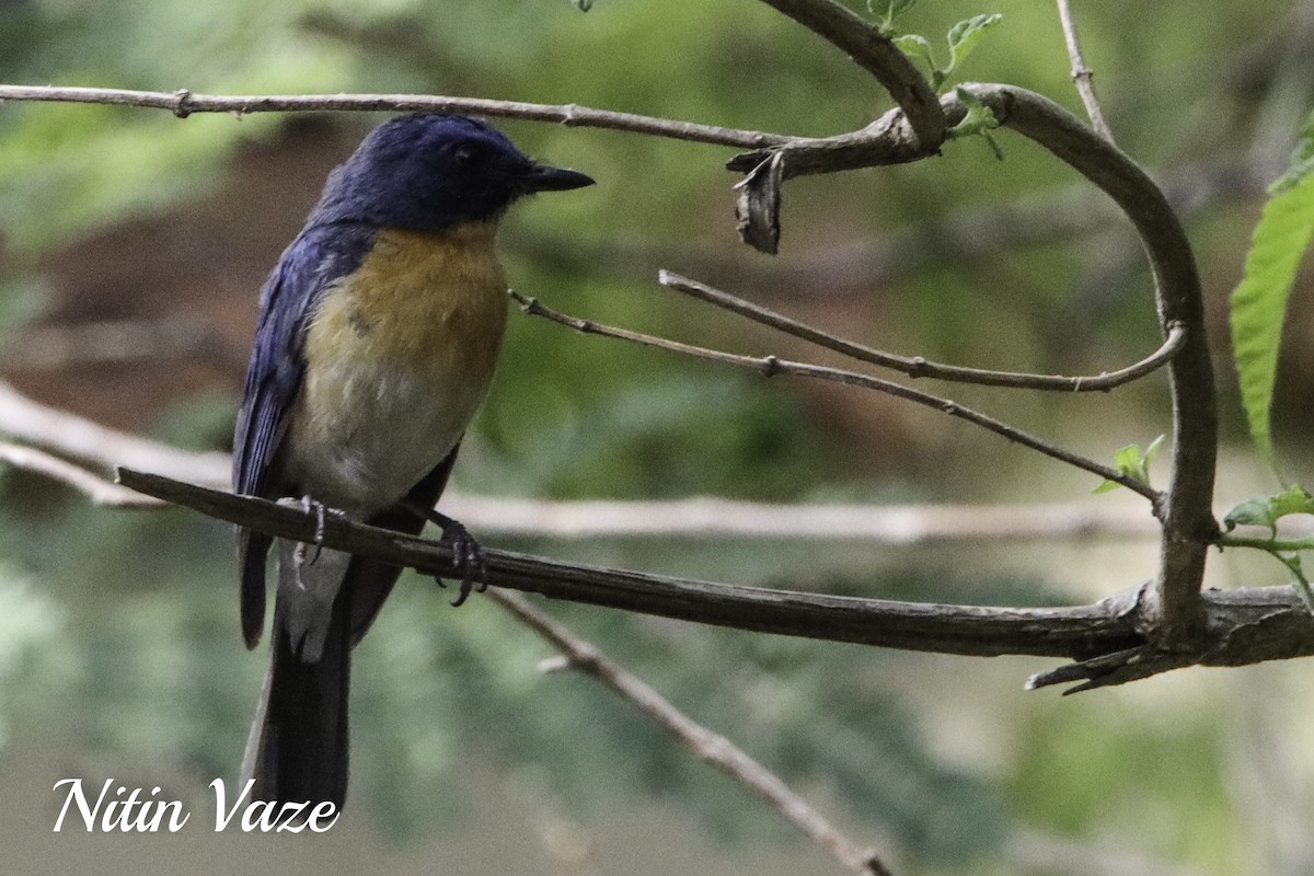 Tickell's Blue Flycatcher - ML649565465