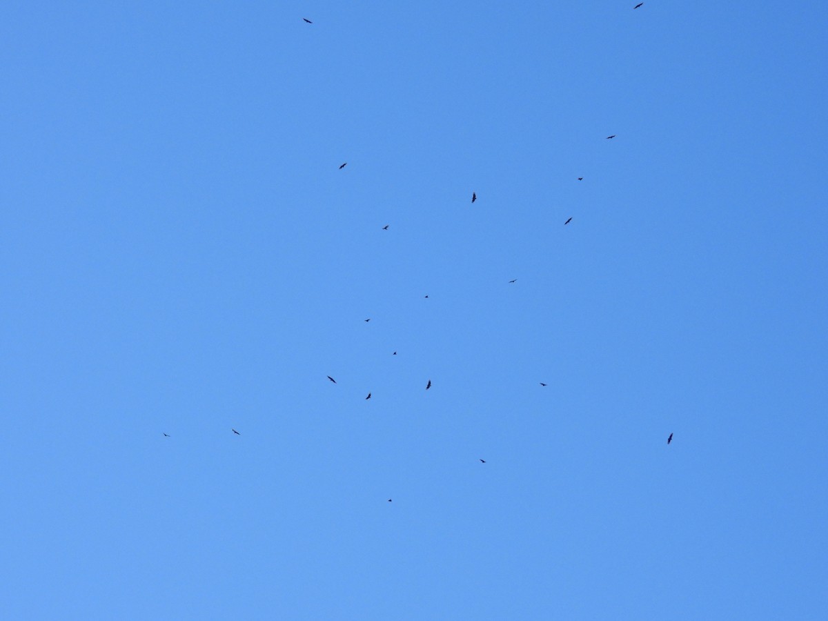 ヒメコンドル - ML649565521