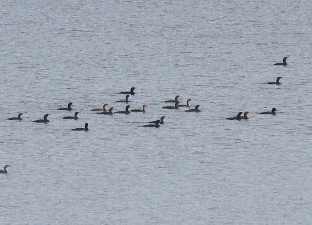 Ушастый баклан - ML649565588