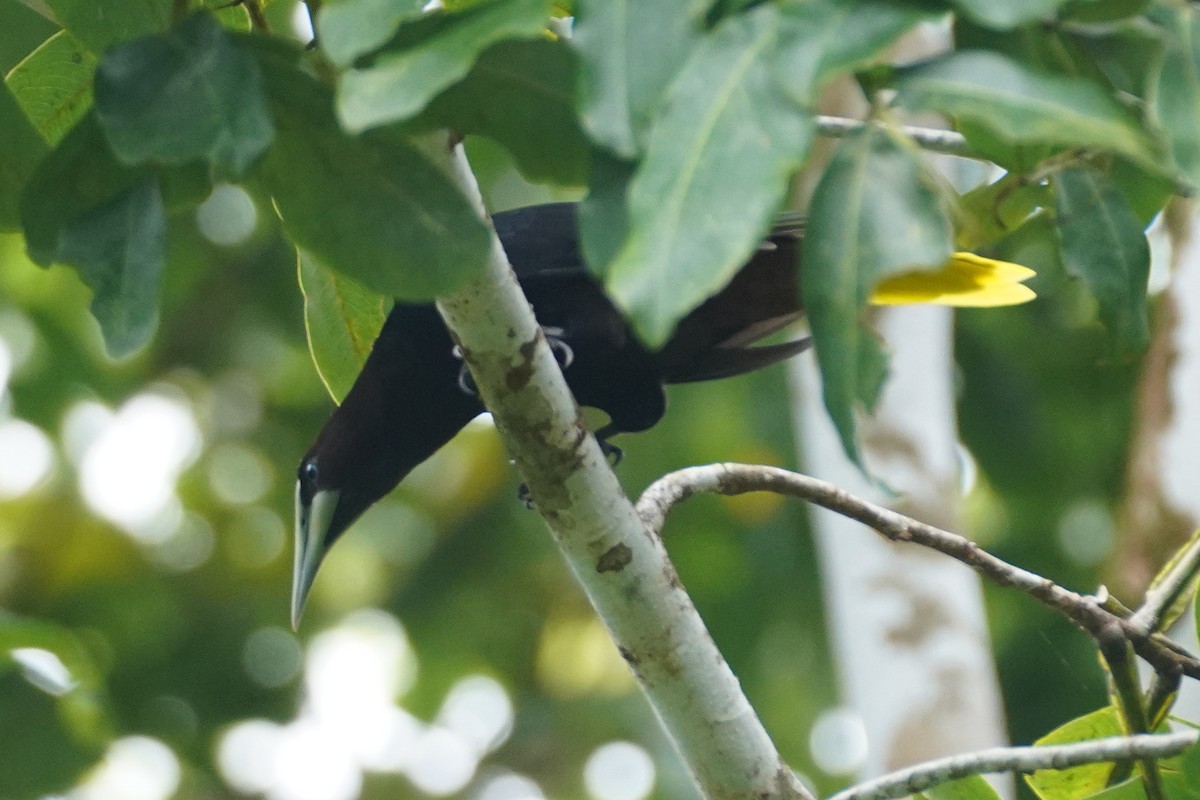 Chestnut-headed Oropendola - ML649565742