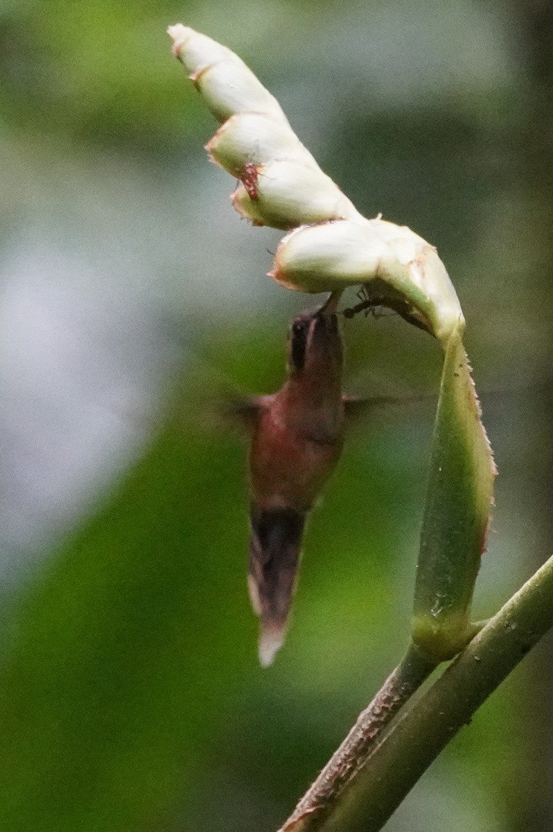 Stripe-throated Hermit - ML649565801