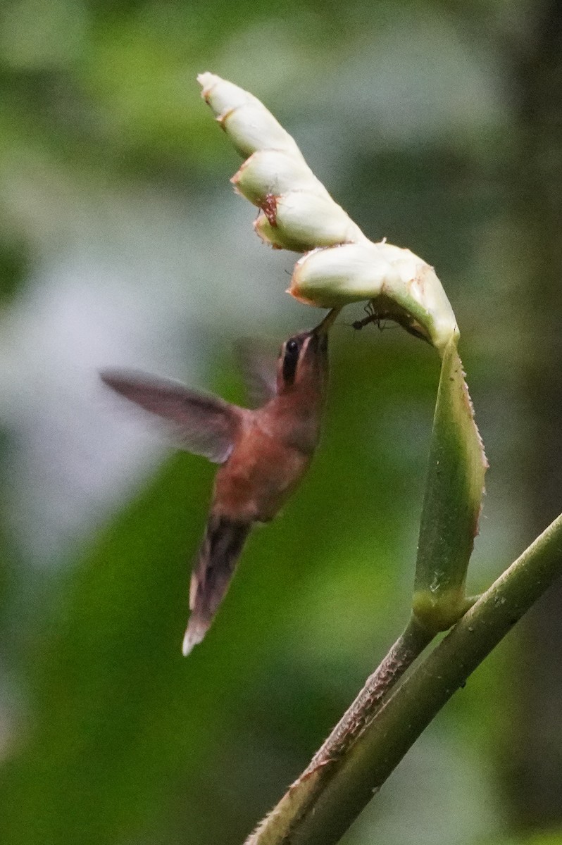 Stripe-throated Hermit - ML649565808