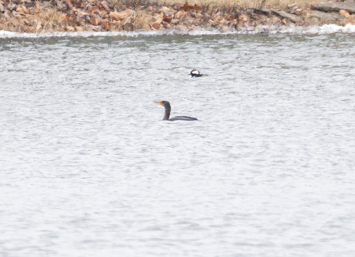 Ушастый баклан - ML649565817