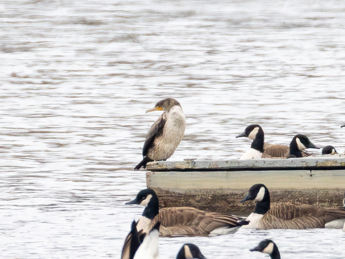 Ушастый баклан - ML649565818