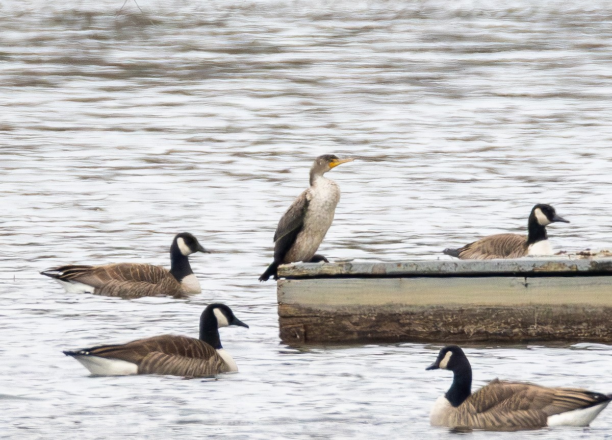 Ушастый баклан - ML649565819