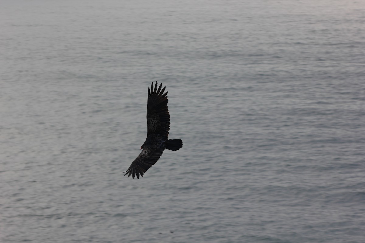 ヒメコンドル - ML649565906