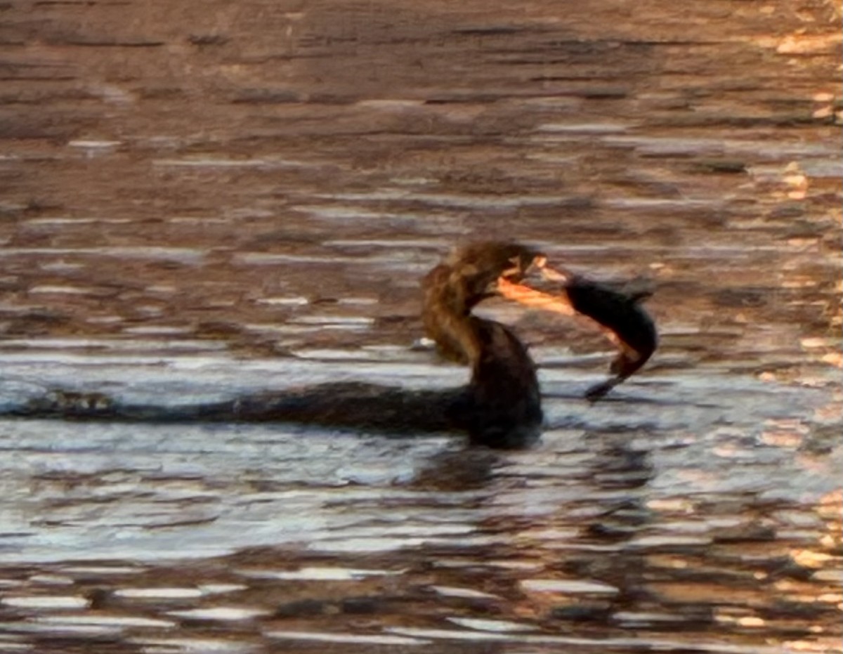 Ушастый баклан - ML649566091