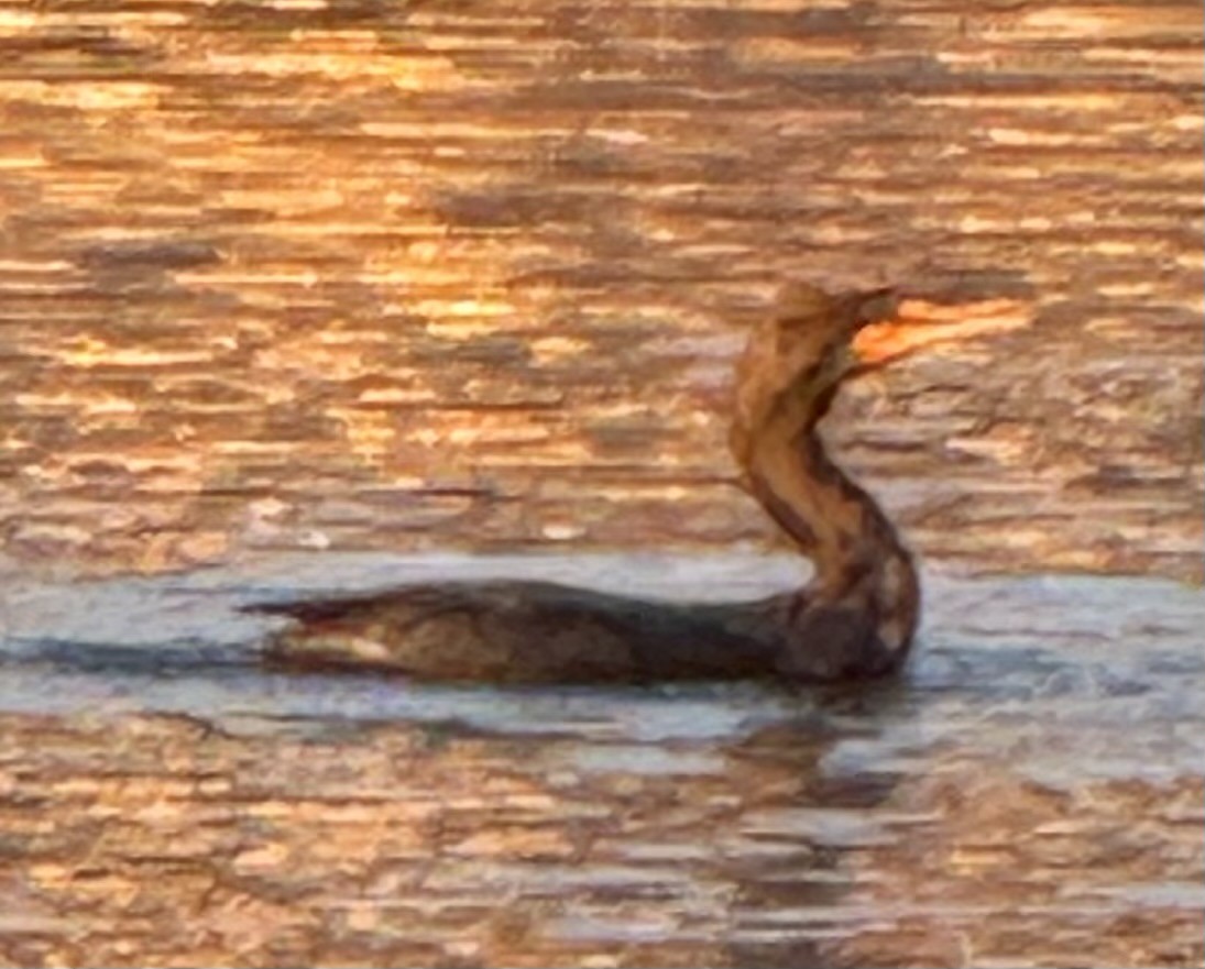 Ушастый баклан - ML649566092