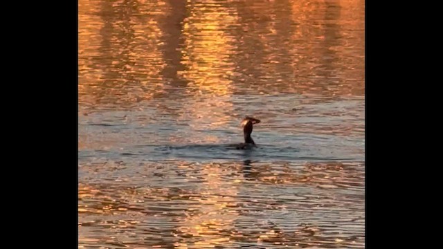 Ушастый баклан - ML649566093