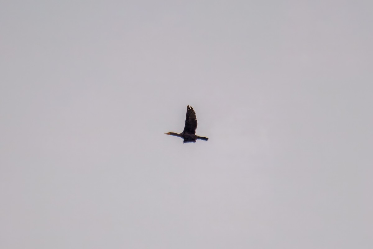 Ушастый баклан - ML649566403