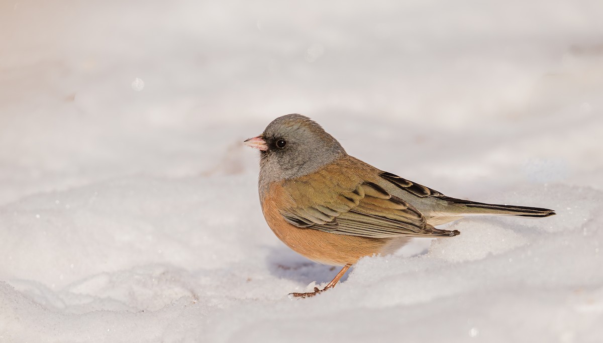 Серый юнко (mearnsi) - ML649566497