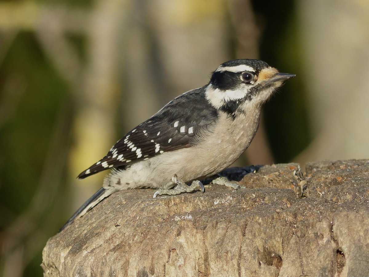 Pico Pubescente - ML649566516