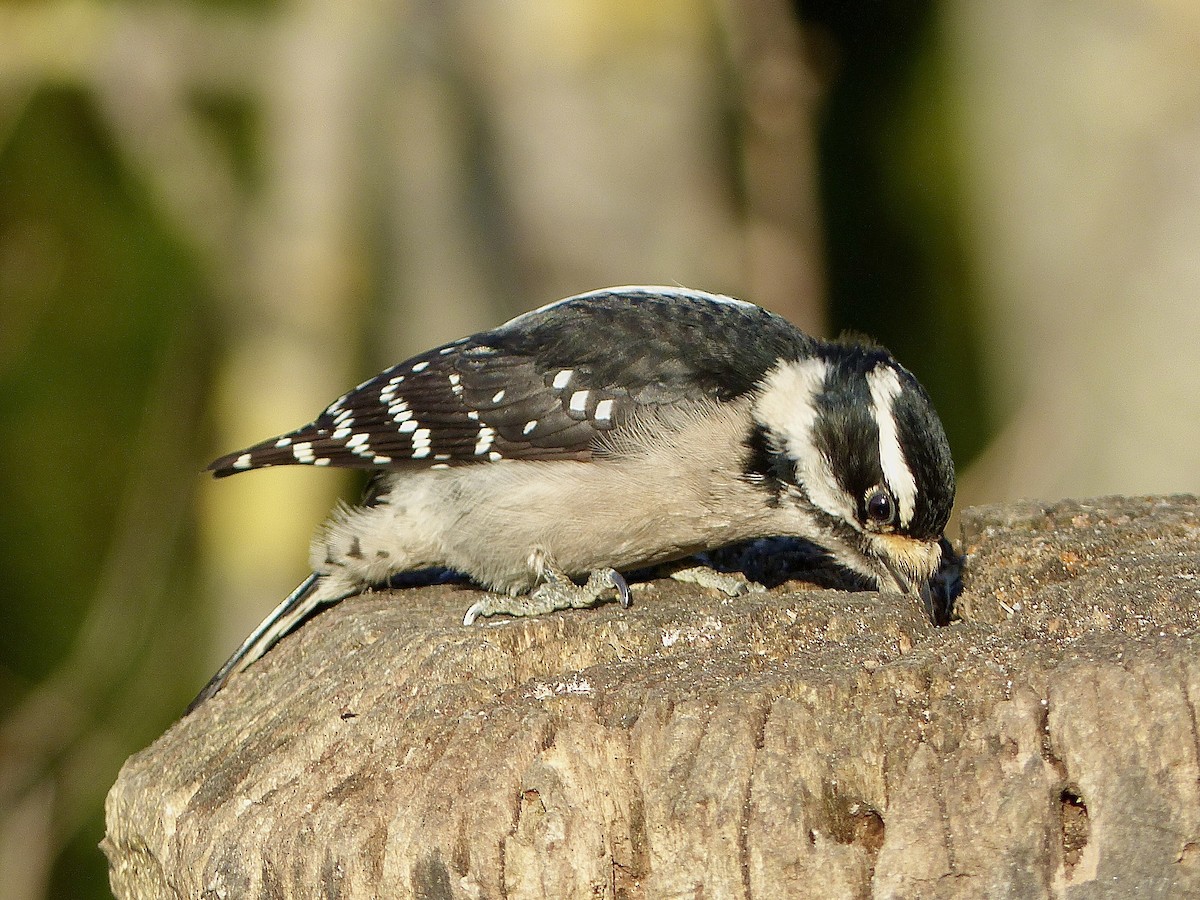 Pico Pubescente - ML649566517